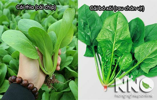 Cải thìa có phải cải bó xôi không?